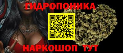 крисы Шелехов